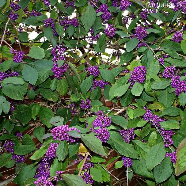 Красивоплодник Бодиньера Профьюжн