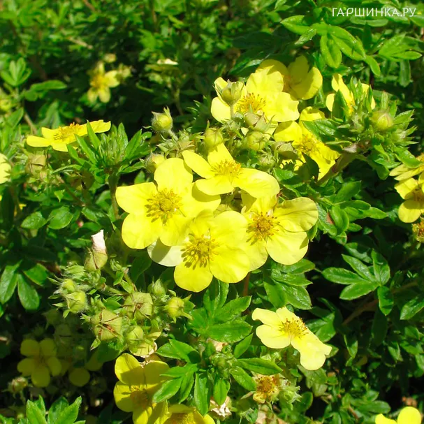 Лапчатка Лонгакр кустарниковая желтая