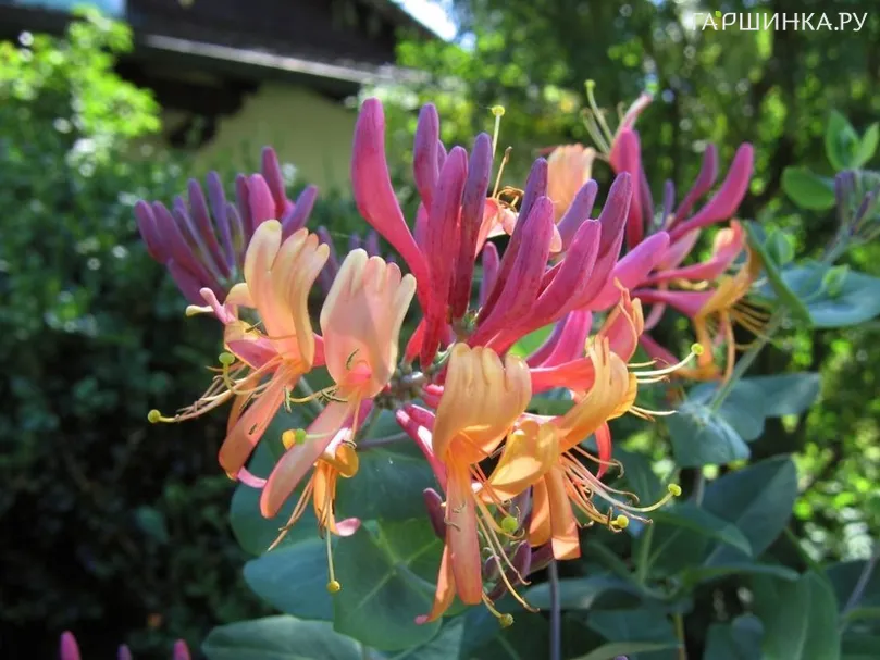 Жимолость Голдфлейм