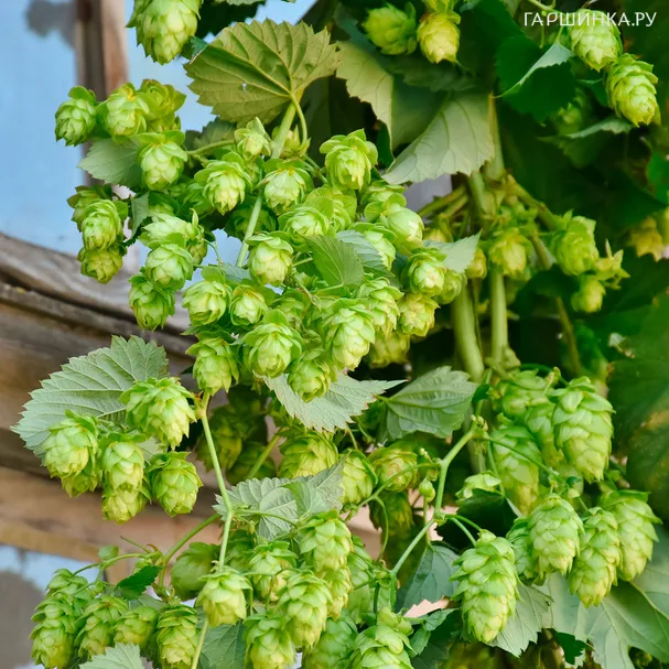 Хмель Нордбрау