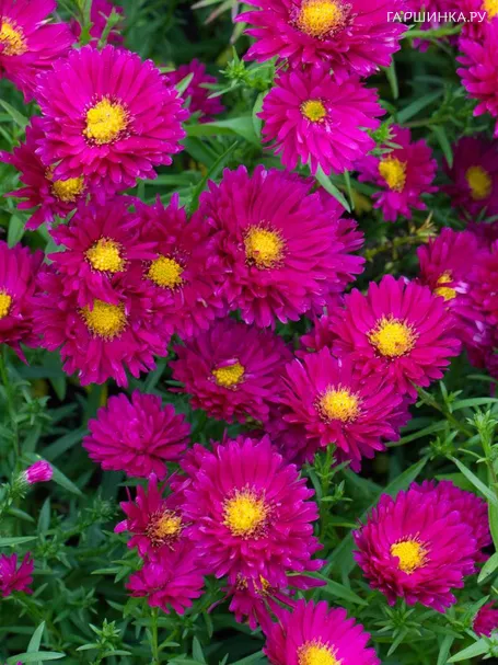 Астра новобельгийская Роял Руби