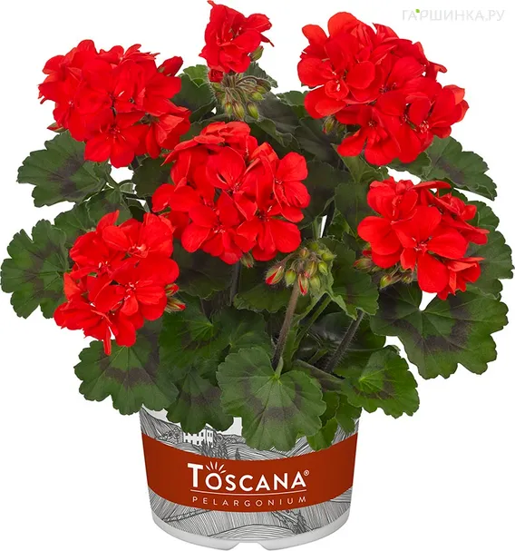 Пеларгония Тоскана Алм Герани Скарлет