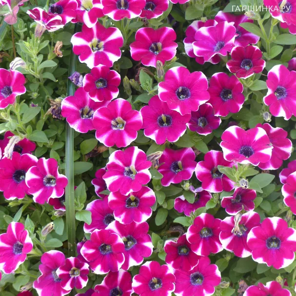 Петуния вегетативная Каскадиас Биколор Каберне