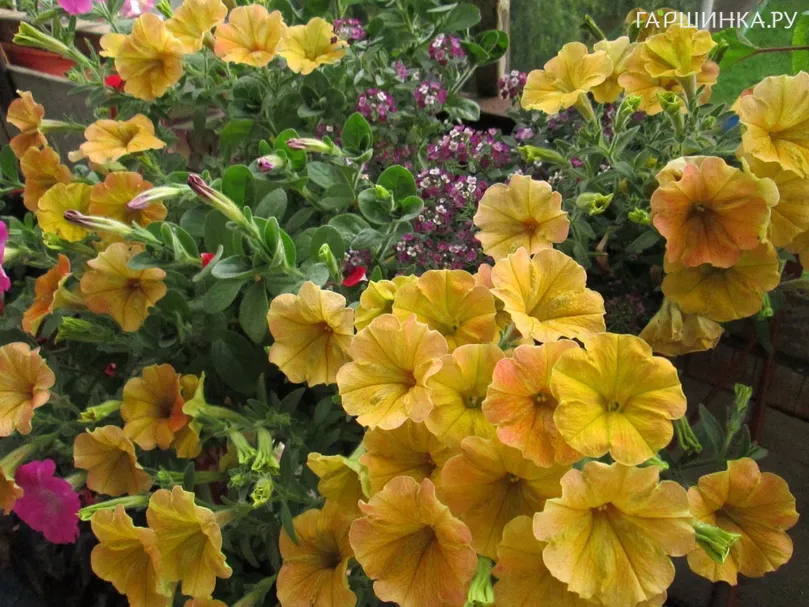 Петуния вегетативная Каскадиас Индиан Саммер