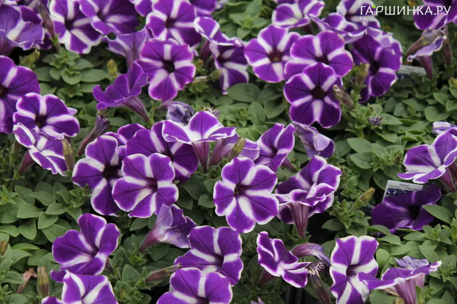 Петуния вегетативная Каскадиас Пепл Джем