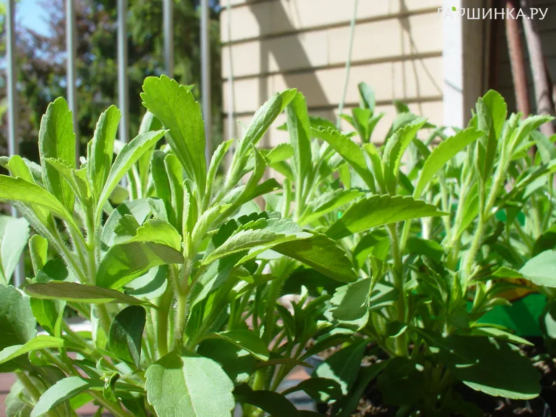 Стевия Свити