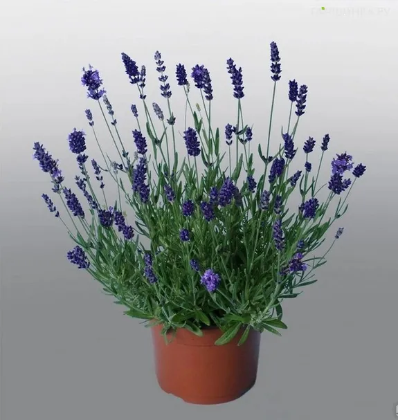 Лаванда Промис Виолет Блю узколистная