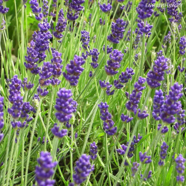 Лаванда Хидкот Блу Стрейн