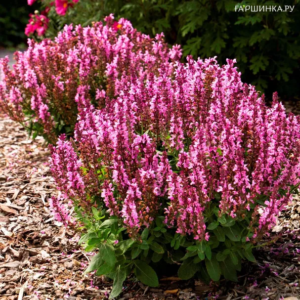 Шалфей (сальвия) дубравный Роуз Квин
