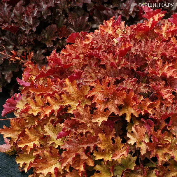 Гейхера Джинжер Пич