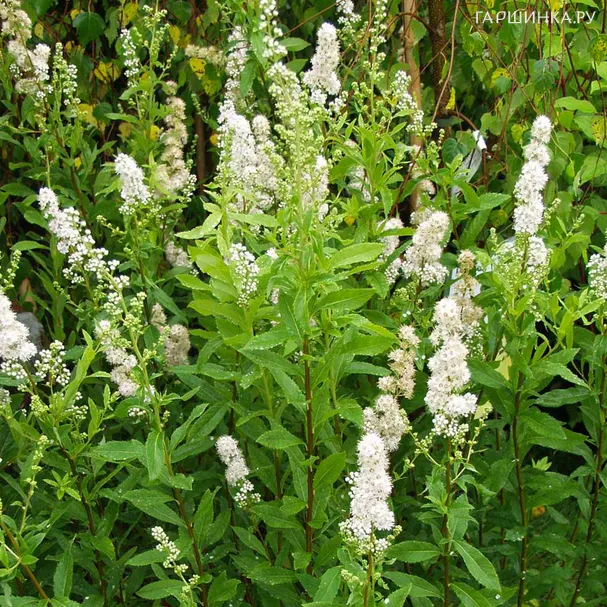 Спирея иволистная Альба