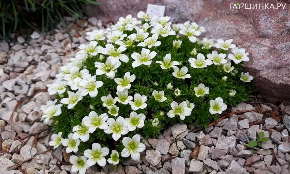 Камнеломка Хайландер Вайт