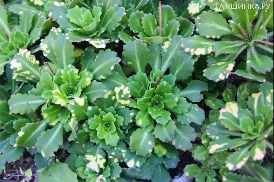 Камнеломка Теневая Вариегата