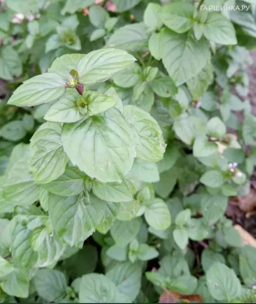 Мята Мандариновая