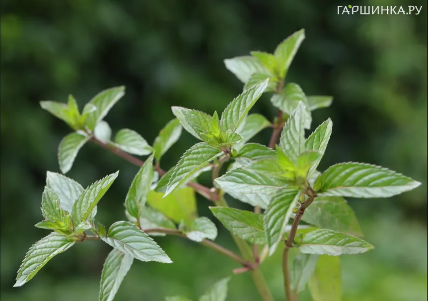 Мята Сливочно-карамельная