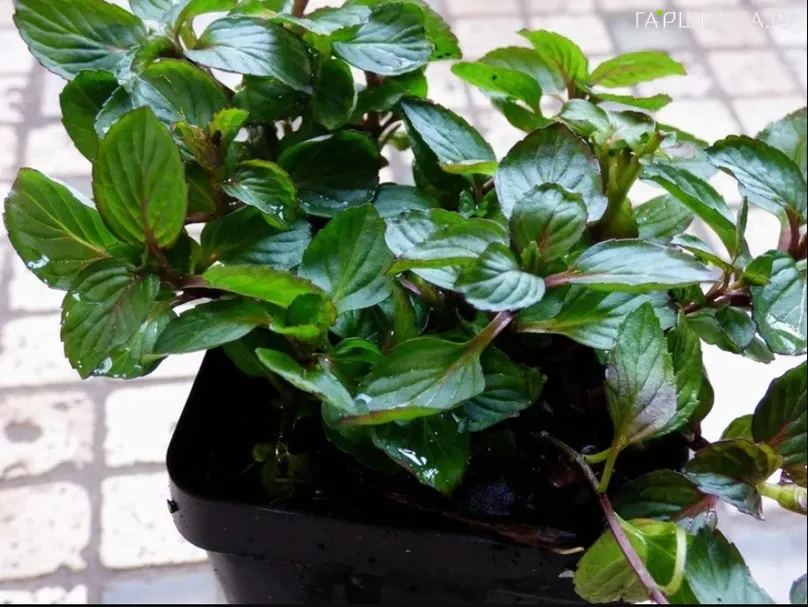 Мята Смитьяна Ред Рарипила минт