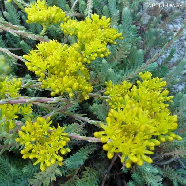 Очиток (седум) отогнутый Блю Форест