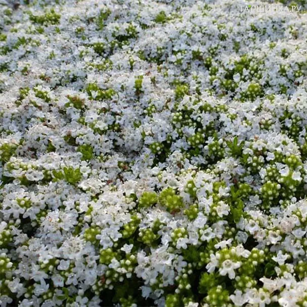 Тимьян Альбифлорус ранний