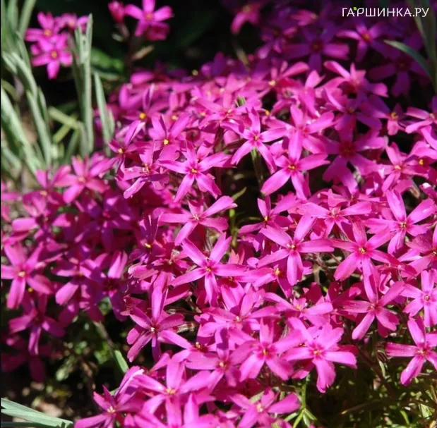 Флокс шиловидный Скарлет Флейм