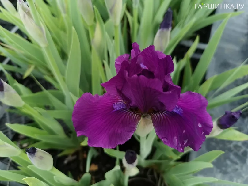 Ирис карликовый Намбе