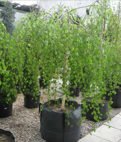 Береза повислая