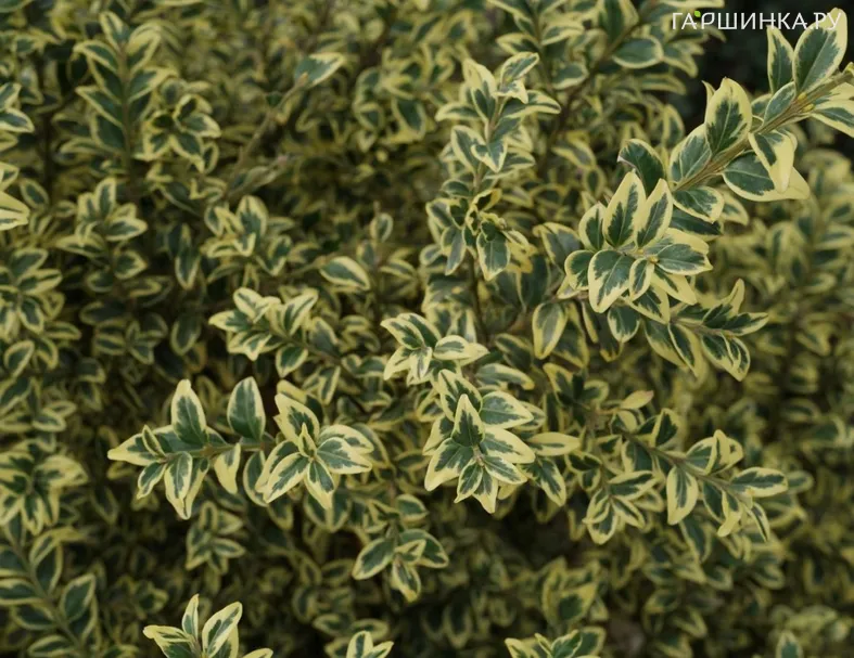 Самшит вечнозеленый Ауреовариегата