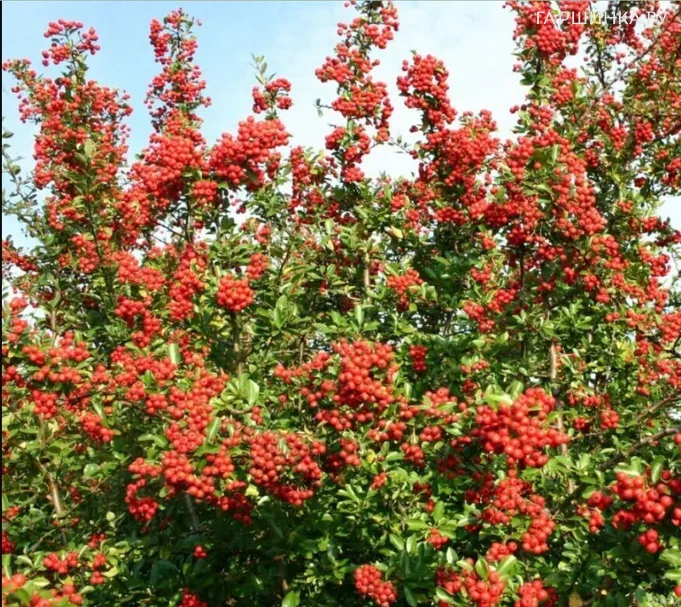 Пираканта Ред Колумн