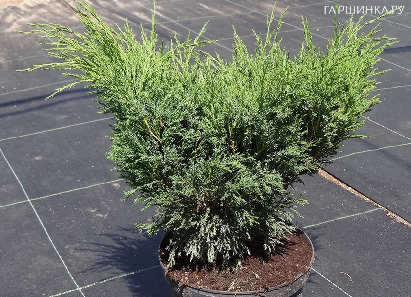 Можжевельник казацкий Мас