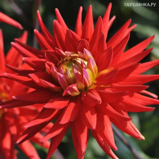 Георгина Карма Ред Корона кактусовидная