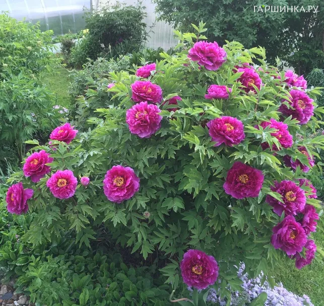 Пион Гигант из Хемозы древовидный красный