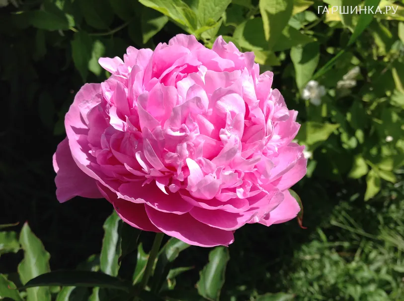 Пион древовидный Орнамент