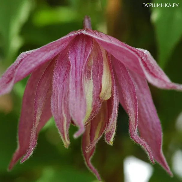 Клематис (Ломонос) альпийский Колумелла (1)