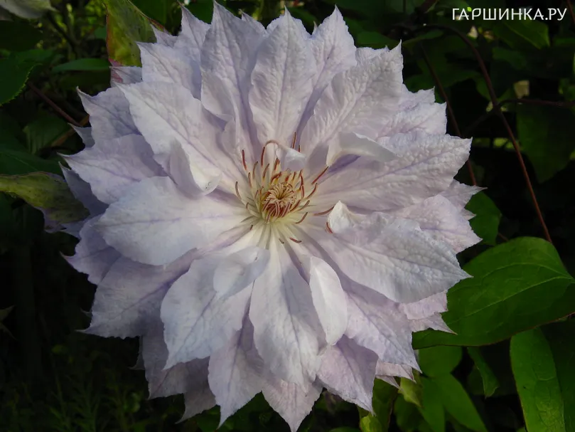 Клематис Жакмана Альба махровый (2)