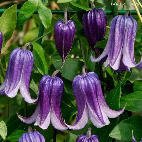 Клематис Роогучи (3)