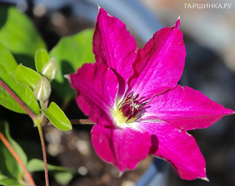 Клематис Вива Полония (2)