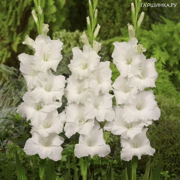 Гладиолус Бангладеш