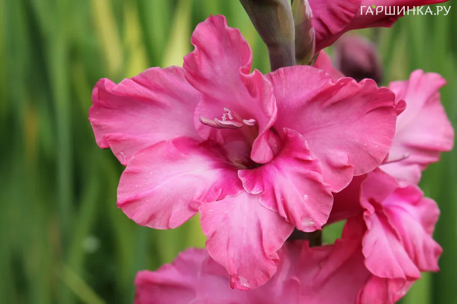 Гладиолус Кингстон Фриззл