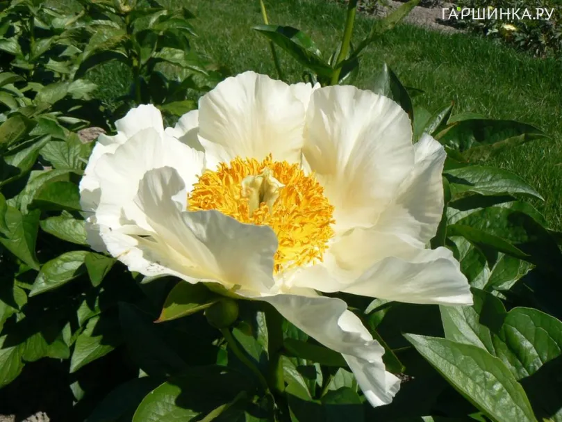 Пион Мунрайз