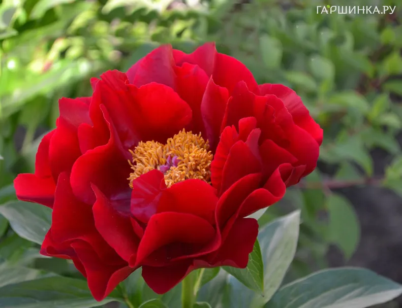 Пион Макинак Гранд