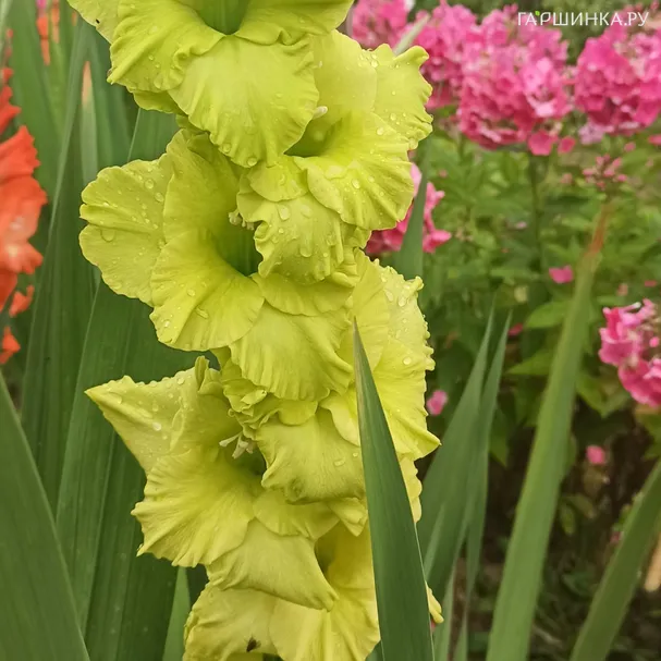 Гладиолус Грин Стар