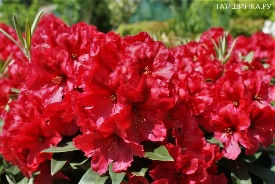 Рододендрон Ред Джек