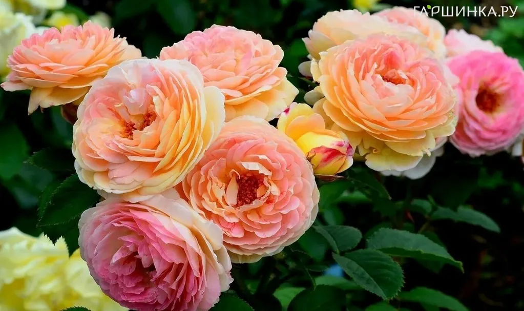 Роза Розоман Жанон кустарниковая, Imperial Rose
