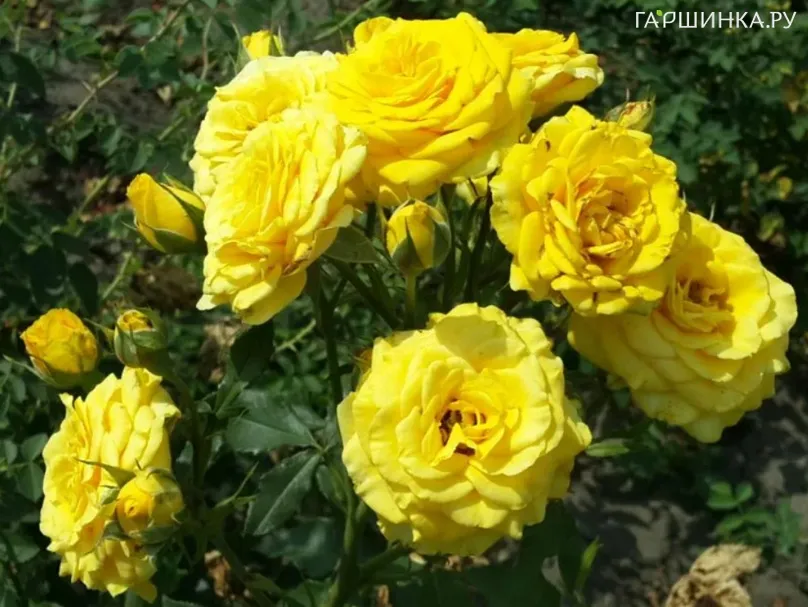 Роза Илиос чайно-гибридная, Imperial Rose