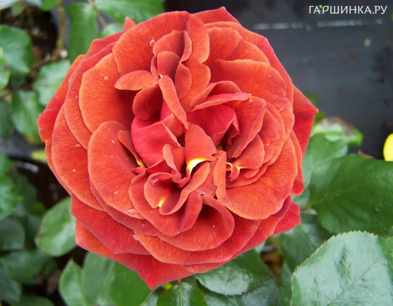 Роза Браун Велвет флорибунда, Imperial Rose