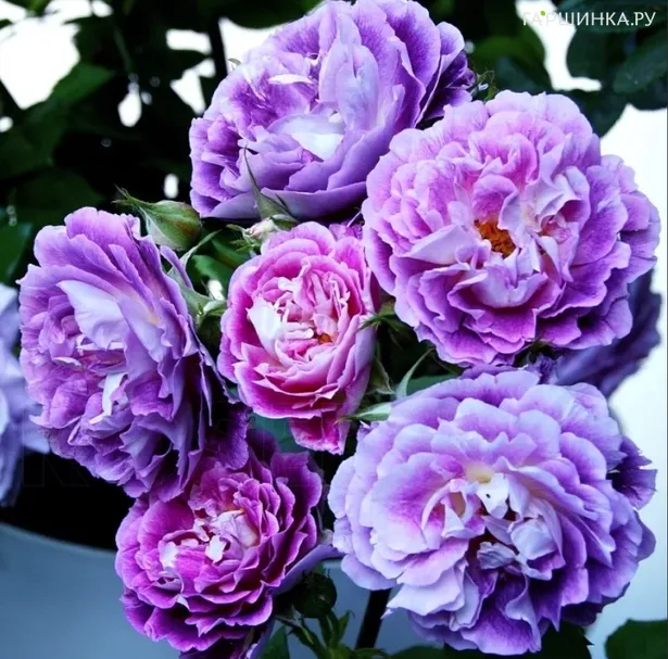 Роза Хаддерсфилд Хорал Сосайети флорибунда, Imperial Rose