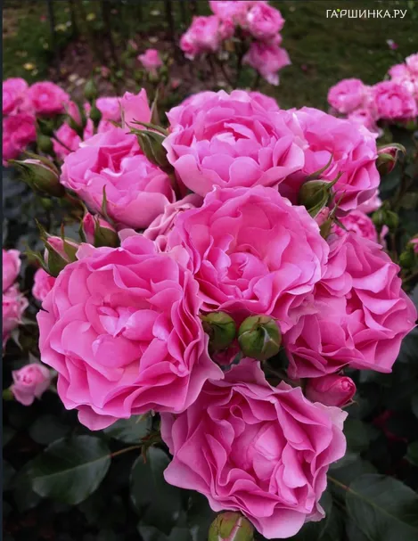 Роза Ай Эм Грейтфул флорибунда, Imperial Rose