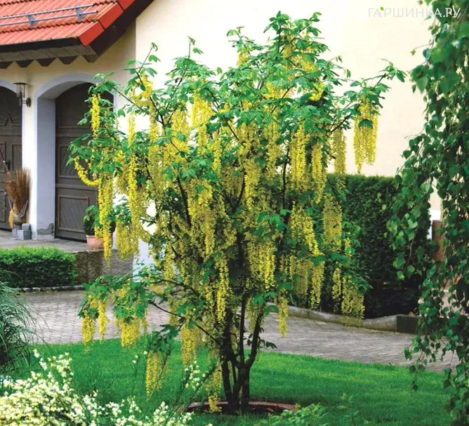 Бобовник Ватерера Восси