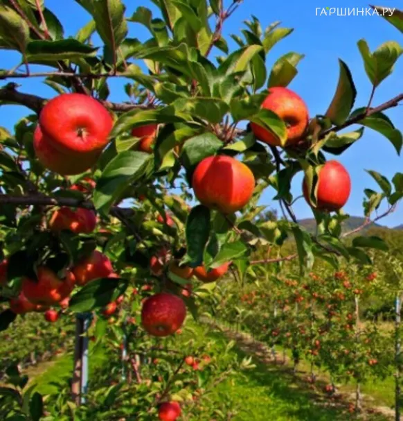 Яблоня Анис Свердловский