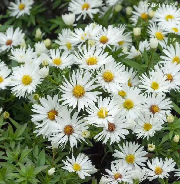 Астра кустарниковая Кристина