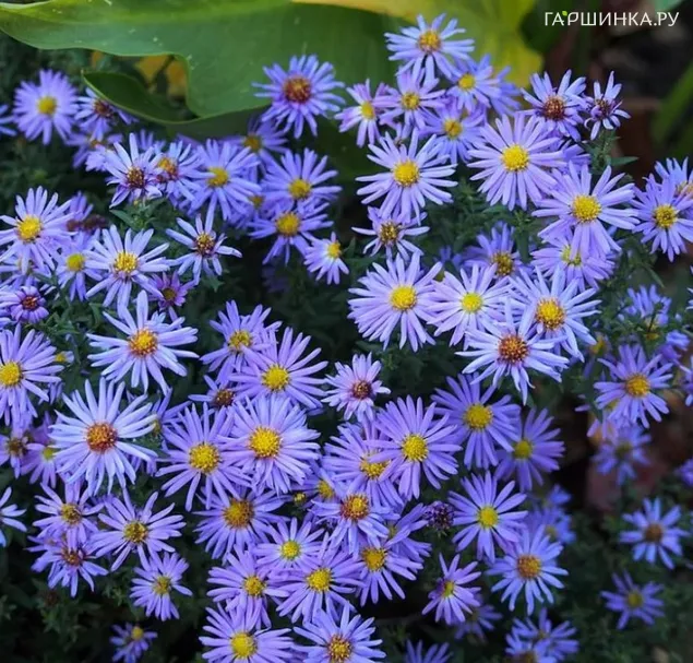 Астра кустарниковая Леди ин Блю